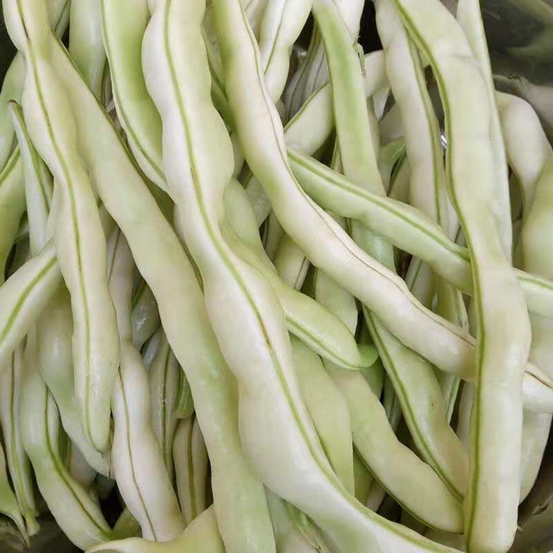 【老来少架豆王种子】四季播豆角九粒白芸豆种籽白芸豆籽蔬菜