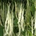 【老来少架豆王种子】四季播豆角九粒白芸豆种籽白芸豆籽蔬菜