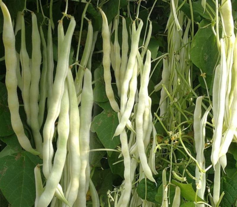 【老来少架豆王种子】四季播豆角九粒白芸豆种籽白芸豆籽蔬菜