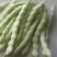【老来少架豆王种子】四季播豆角九粒白芸豆种籽白芸豆籽蔬菜