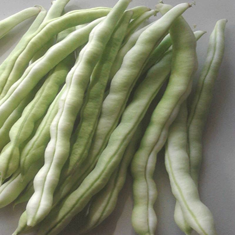 【老来少架豆王种子】四季播豆角九粒白芸豆种籽白芸豆籽蔬菜