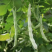 【老来少架豆王种子】四季播豆角九粒白芸豆种籽白芸豆籽蔬菜