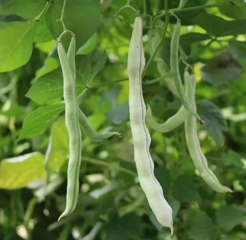 【老来少架豆王种子】四季播豆角九粒白芸豆种籽白芸豆籽蔬菜
