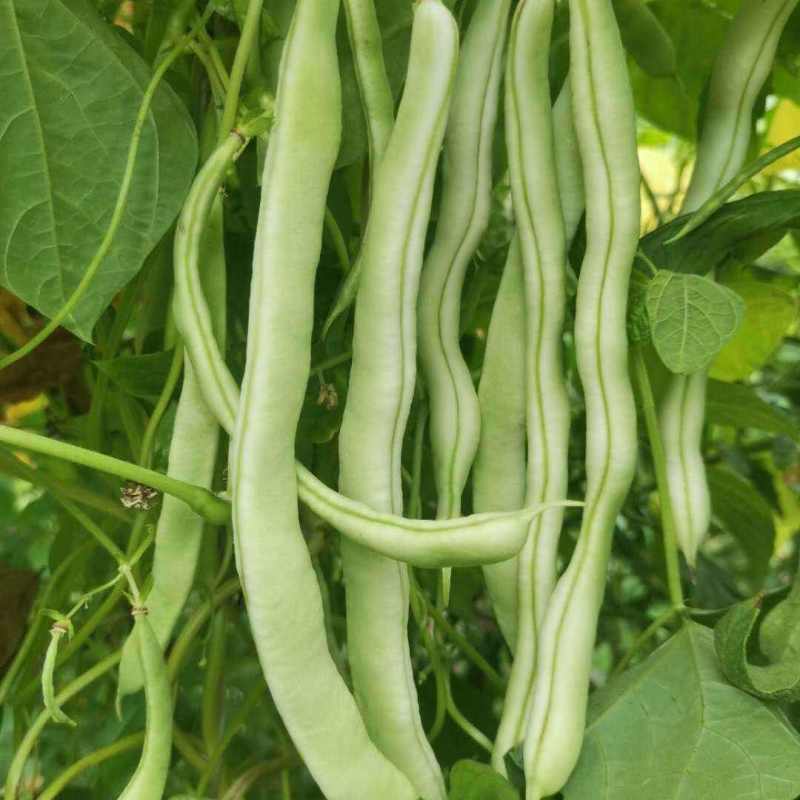 高产地豆王种子