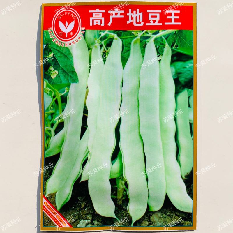 高产地豆王种子