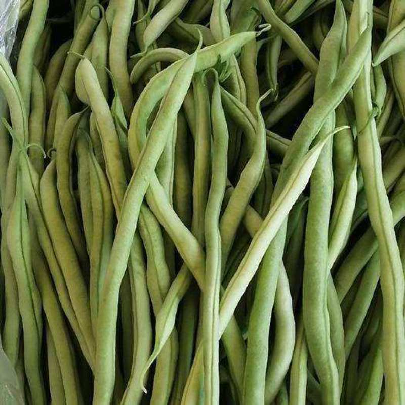 四季架豆王高产地豆王老来少架豆王早熟抗病长势强芸豆种籽