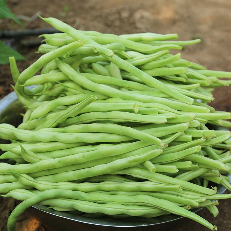 四季架豆王高产地豆王老来少架豆王早熟抗病长势强芸豆种籽