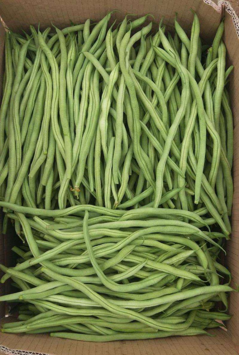 四季架豆王高产地豆王老来少架豆王早熟抗病长势强芸豆种籽