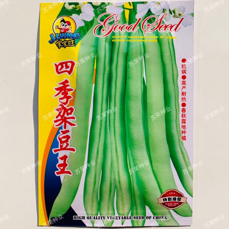 四季架豆王高产地豆王老来少架豆王早熟抗病长势强芸豆种籽