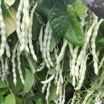 白不老芸豆种子摘不败九粒白豆角高产早熟老来少春秋季四季豆