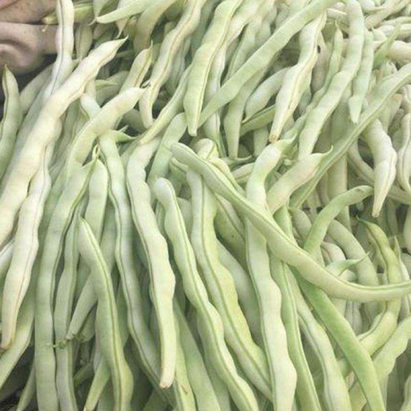 白不老芸豆种子摘不败九粒白豆角高产早熟老来少春秋季四季豆