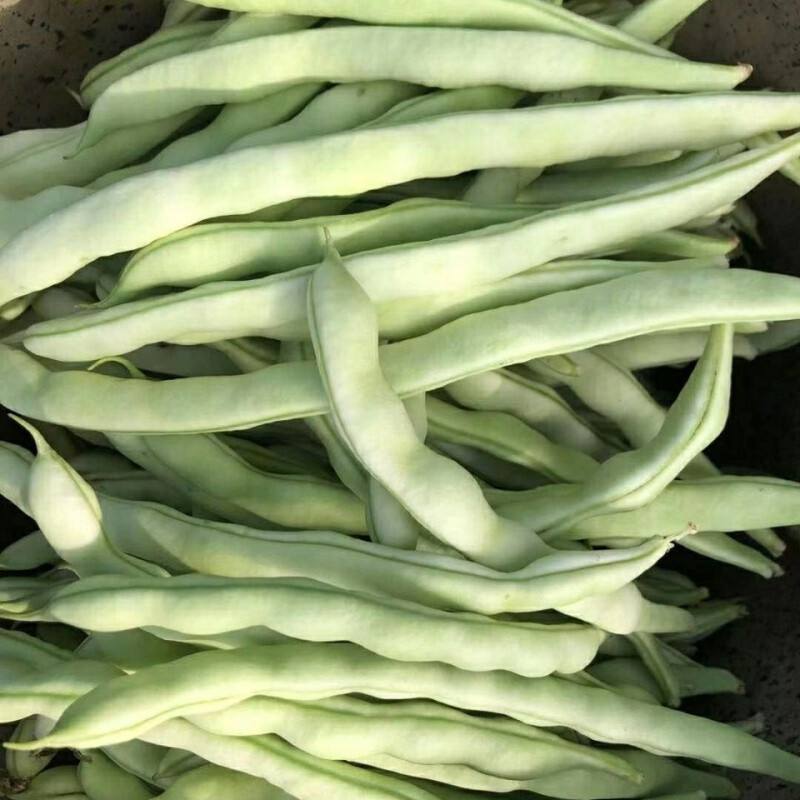 白不老芸豆种子摘不败九粒白豆角高产早熟老来少春秋季四季豆