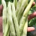 白不老芸豆种子摘不败九粒白豆角高产早熟老来少春秋季四季豆