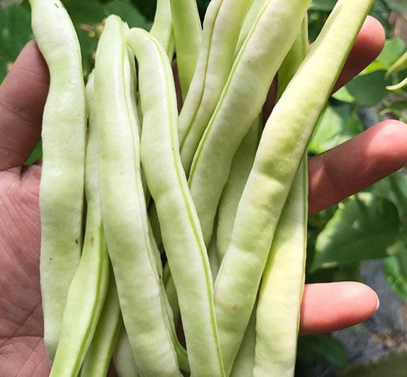 白不老芸豆种子摘不败九粒白豆角高产早熟老来少春秋季四季豆