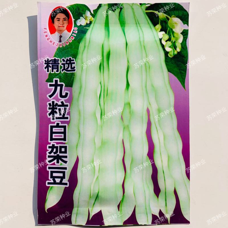 白不老芸豆种子摘不败九粒白豆角高产早熟老来少春秋季四季豆