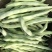 白不老芸豆种子摘不败九粒白豆角高产早熟老来少春秋季四季豆