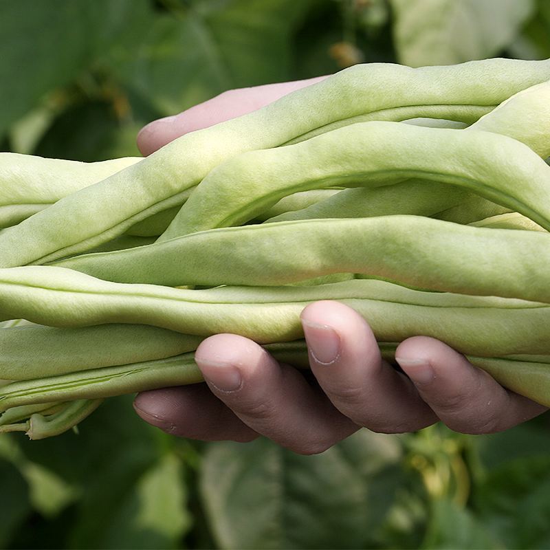 白不老芸豆种子摘不败九粒白豆角高产早熟老来少春秋季四季豆