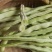 白不老芸豆种子摘不败九粒白豆角高产早熟老来少春秋季四季豆