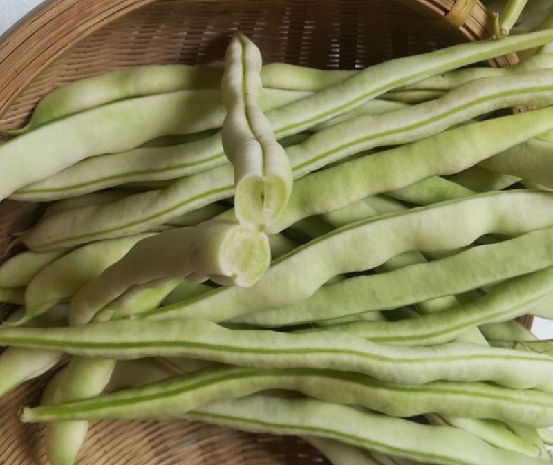 白不老芸豆种子摘不败九粒白豆角高产早熟老来少春秋季四季豆