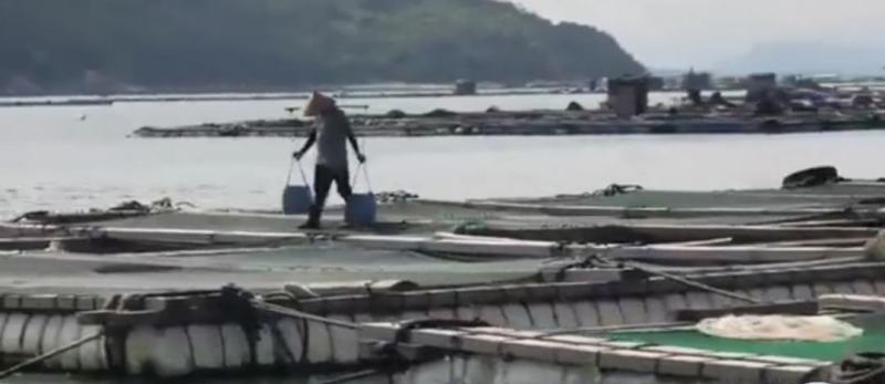 海鲈鱼精品订制开背三去真空包装工厂严格按食品安全标准加工