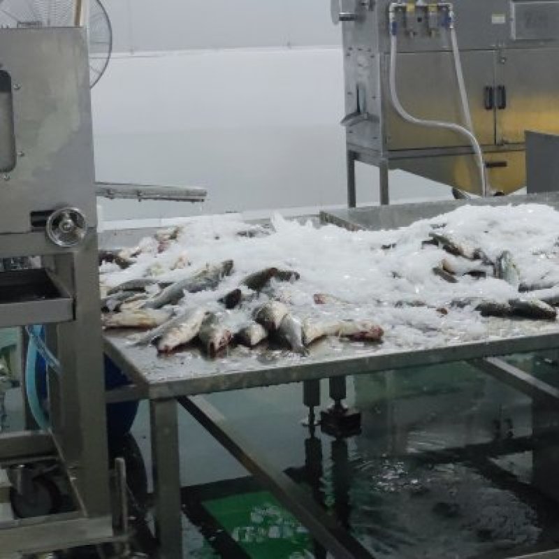 海鲈鱼精品订制开背三去真空包装工厂严格按食品安全标准加工