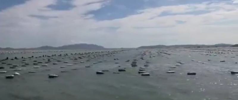 海鲈鱼精品订制开背三去真空包装工厂严格按食品安全标准加工