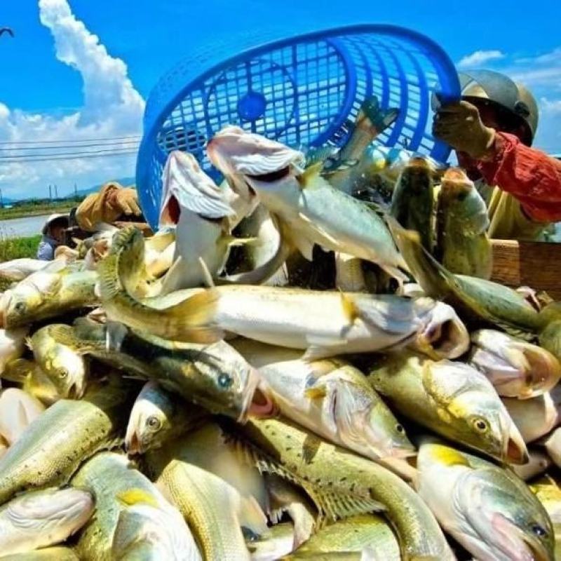 海鲈鱼精品订制开背三去真空包装工厂严格按食品安全标准加工