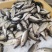 海鲈鱼精品订制开背三去真空包装工厂严格按食品安全标准加工