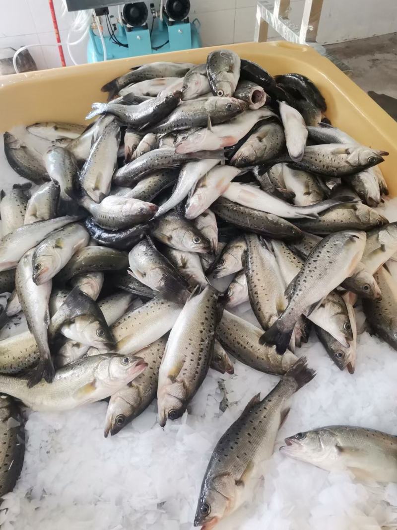 海鲈鱼精品订制开背三去真空包装工厂严格按食品安全标准加工