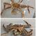 马加丹长脚蟹，松叶蟹，规格1.5-3斤，可快递空运