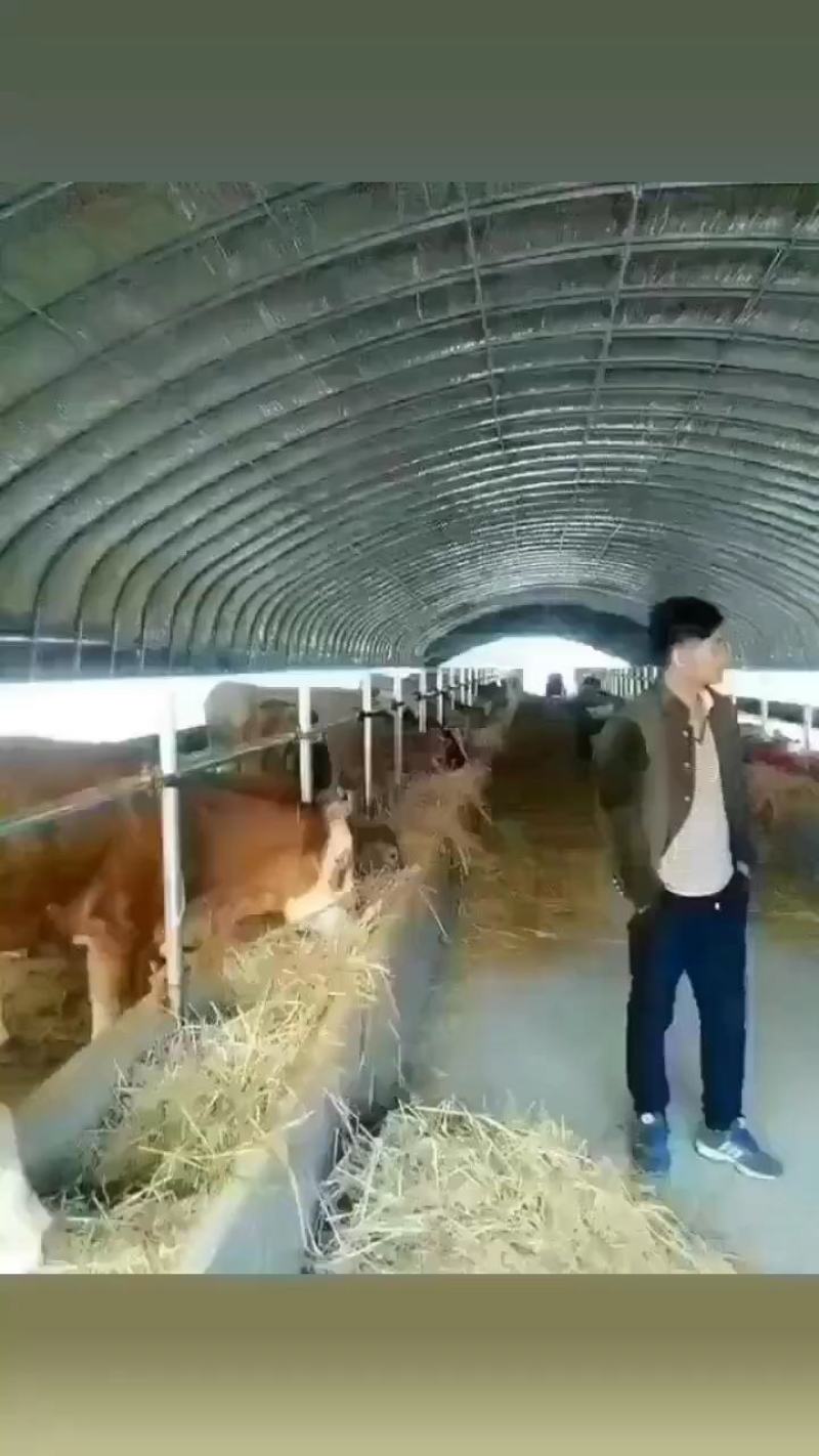 厂家按客尺寸要求养殖大棚，，价格实惠，包邮包安装坚固耐用