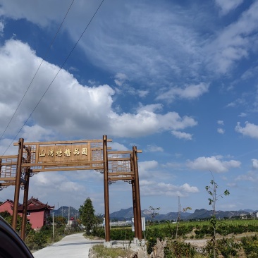 正宗三门县宫川蜜桔，