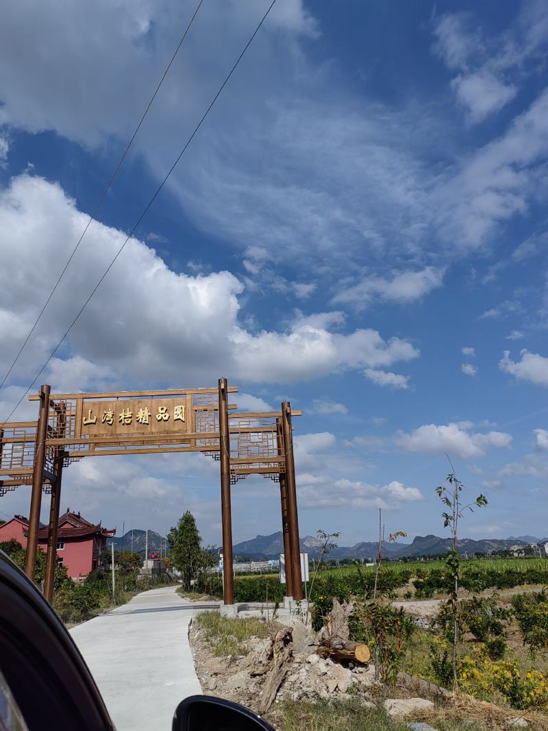 正宗三门县宫川蜜桔，