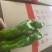 薄皮青椒皱皱皮等.大量有货超市直供代发全国