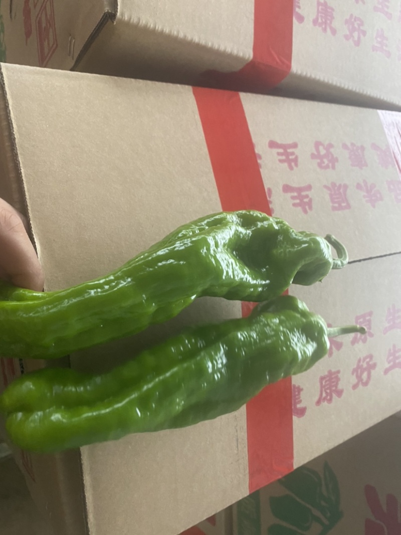 薄皮青椒皱皱皮等.大量有货超市直供代发全国