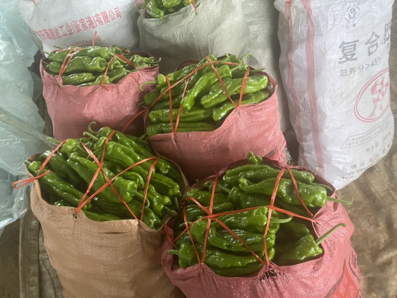 薄皮青椒皱皱皮等.大量有货超市直供代发全国