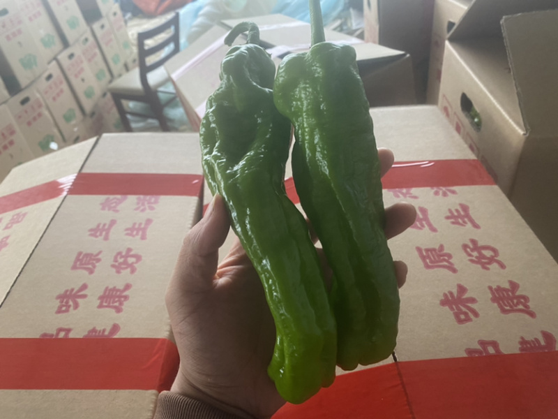 薄皮青椒皱皱皮等.大量有货超市直供代发全国