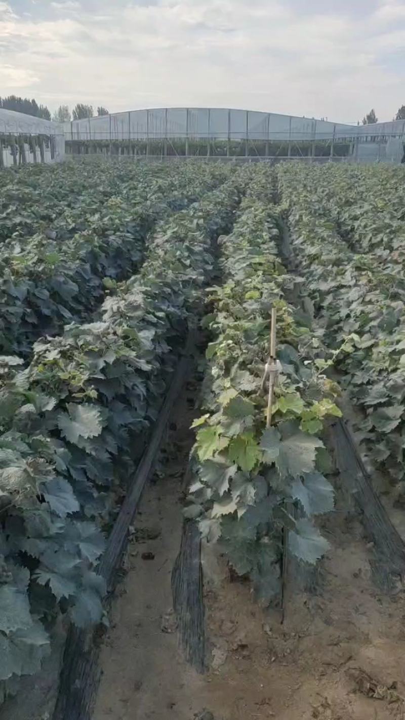 夏黑嫁接阳光玫瑰纯度质量保证产地直发全部自繁自育