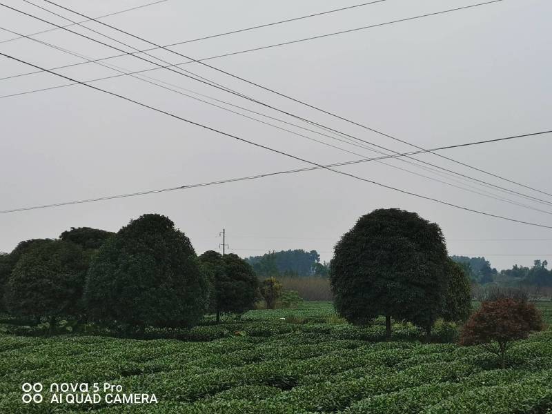 桂花树、海棠等绿化树，基地一手货源，质量保证，欢迎来电