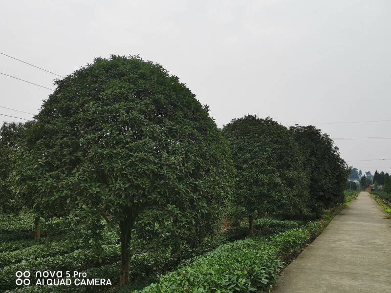 桂花树、海棠等绿化树，基地一手货源，质量保证，欢迎来电