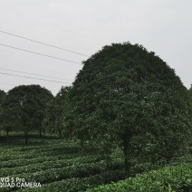 桂花树、海棠等绿化树，基地一手货源，质量保证，欢迎来电