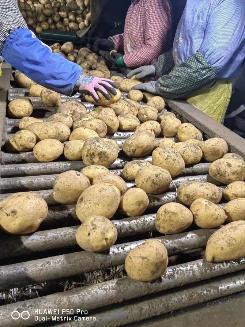 莒县荷兰十五土豆，产地批发价格低，优质供应商可视频看货