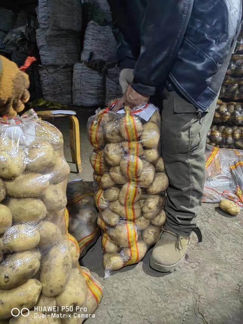 莒县荷兰十五土豆，产地批发价格低，优质供应商可视频看货