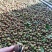 油茶籽、山茶籽、鲜茶果、2025年新出的茶籽，包运输！