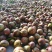 油茶籽、山茶籽、鲜茶果、2025年新出的茶籽，包运输！