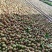 油茶籽、山茶籽、鲜茶果、2025年新出的茶籽，包运输！