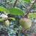 油茶籽、山茶籽、鲜茶果、2025年新出的茶籽，包运输！