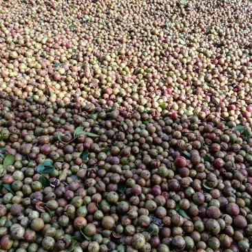 油茶籽、山茶籽、鲜茶果、2025年新出的茶籽，包运输！