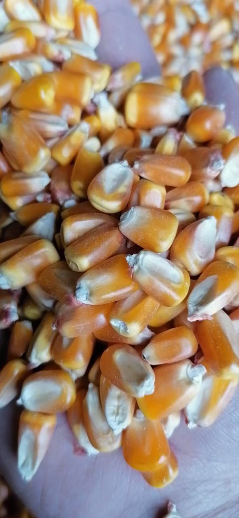 宁夏优质精品自然干玉米需要朋友量大从优