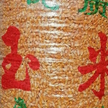 宁夏优质精品自然干玉米需要朋友量大从优
